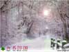 3D Christmas Cards with Realistic snowfall, Snowy woods path with real falling snow