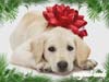 Christmas Card with a Dog