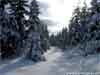 3D Christmas Cards Snowy Path in the woods, snow Christmas applet ecards