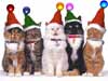 Christmas Cards the Cats Choir