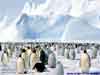 Christmas Cards Angel, Penguin holiday greeting from Antarctica Weddell Sea e-card