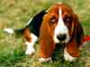 E-Cards with Dogs: Loyal Basset