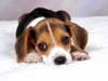 E-Cards with dogs, A Beagle puppy