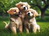 E-Cards with Dogs: Golden Retriever Puppies