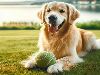 E-Cards with Dogs: Golden Retreiver with Ball