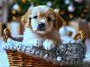 Dog Cards: Golden Retriever Puppy