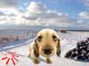 E-Cards with dogs, hey you there, animated flash ecard