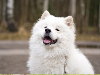 E-Cards with Dogs: The beautiful white Samoyed