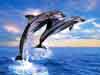 Cards with funny dolphins, jumping dolphins e-card