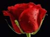 Flower E-cards, Big Red Rose