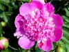 Free online flower cards peony