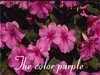 Greeting cards with flowers the color purple love and passion