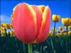 Free online flower cards Dutch Tulips