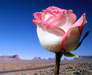 E-Cards with flowers Desert Rose lonely but beloved