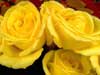 Flower cards greeting cards Yellow Roses
