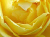 Flowers greeting ecards exotic yellow rose heart with passion