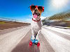 Humor E-Cards, Highway Surfing Dog