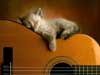 Humor Cards: cat takes a nap on a guitar