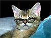 Funny E-Cards animals, Cat with Glasses