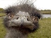 Humor E-Cards, The Ostrich selfie