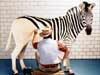 Funny Cards: the magical Zebra Painter at work