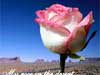 Romantic e-cards desert rose