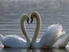Love cards Swan Couple