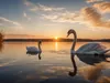 The amazing romantic Sunset Swans
