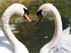 Love cards Swan Dance