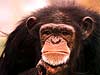 Monkey e-cards chimpanzee is thinking cards