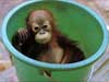 Monkey E-cards, a baby Monkey in the bucket
