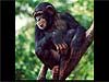 Monkey cards ape climbing in tree ecards