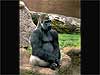 Monkey cards king gorilla sitting bull