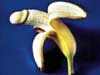 naughty E-cards good shape banana