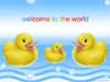 New baby born, baby cards, the three ducks in a flash animation card